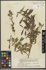 Foto von Salix purpurea L.